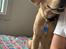 Labrador retriever Otto (servicehund , servicehundeforningen)