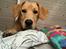 Labrador retriever Otto (servicehund , servicehundeforningen)