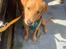 Labrador retriever Otto (servicehund , servicehundeforningen)