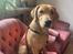 Labrador retriever Otto (servicehund , servicehundeforningen)