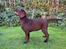 Labrador retriever Junior (Herkules)