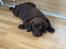 Labrador retriever Junior (Herkules)