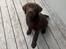 Labrador retriever Junior (Herkules)