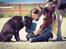 Labrador retriever Cody