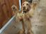 Cocker spaniel Albert