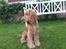 Cocker spaniel Albert