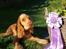 Cocker spaniel Albert