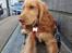 Cocker spaniel Albert