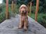 Cocker spaniel Albert