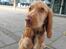 Cocker spaniel Albert