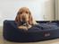 Cocker spaniel Albert