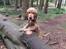 Cocker spaniel Albert