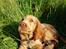 Cocker spaniel Albert