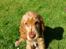 Cocker spaniel Albert