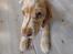 Cocker spaniel Albert