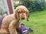 Cocker spaniel Albert