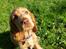 Cocker spaniel Albert