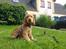 Cocker spaniel Albert