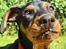 Tysk pinscher Nice and Dandy Viola - Kaldenavn: Thuja - 19-08-24. 13 uger gl. ALT kan spises. Afklippet græs er absolut favoritten over alle favoritter
