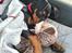 Tysk pinscher Nice and Dandy Viola - Kaldenavn: Thuja - 06-08-24. Knapt 12 uger gammel. Sover med ynglingsbamsen