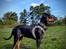 Tysk pinscher Nice and Dandy Viola - Kaldenavn: Thuja - 30-09-24 19 uger. Tjekker status på baghaven