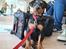 Tysk pinscher Nice and Dandy Viola - Kaldenavn: Thuja - 12-07-24. 8 uger gammel. Venter i Bordeaux lufthavn på en flyver mod Danmark