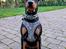 Tysk pinscher Nice and Dandy Viola - Kaldenavn: Thuja - 29-09-24. 19 uger gammel. Jeg er blevet god til "bliv" - siger min mor