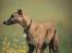 Whippet Dobby