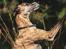 Whippet Dobby