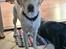 Labrador retriever Puk