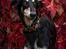 Borzoi Falka
