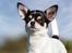 Chihuahua Mynte