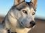 Siberian husky Balkan