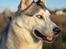 Siberian husky Balkan