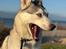 Siberian husky Balkan