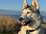 Siberian husky Balkan