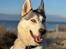 Siberian husky Balkan
