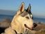 Siberian husky Balkan