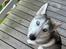 Siberian husky Balkan