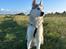 Siberian husky Balkan