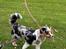 Australian shepherd Maicy