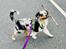 Australian shepherd Maicy