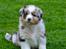 Australian shepherd Maicy