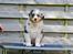 Australian shepherd Maicy