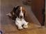 Basset hound Bellatrix