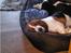 Basset hound Bellatrix