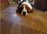 Basset hound Bellatrix