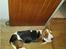 Basset hound Bellatrix