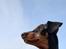 Tysk pinscher Nice and Dandy Viola - Kaldenavn: Thuja - 5 mdr. gammel