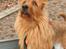 Australsk terrier Eddie 